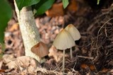 Conocybe apala image