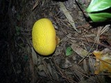 Buchwaldoboletus hemichrysus image