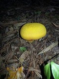 Buchwaldoboletus hemichrysus image