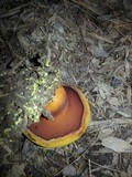 Buchwaldoboletus hemichrysus image