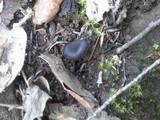 Entoloma chalybeum image
