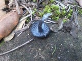 Entoloma chalybeum image