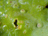 Lobaria quercizans image