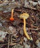 Hygrocybe miniata image