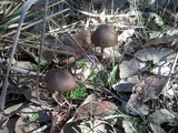 Entoloma hirtipes image