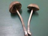 Entoloma hirtipes image