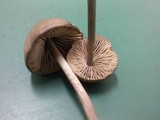 Entoloma hirtipes image