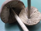 Entoloma hirtipes image