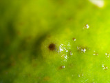 Lobaria quercizans image