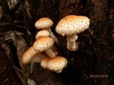 Pholiota squarrosoides image