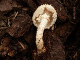 Pholiota squarrosoides image