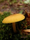 Tricholomopsis decora image