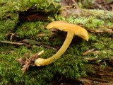 Tricholomopsis decora image