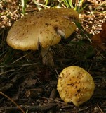 Amanita flavorubens image