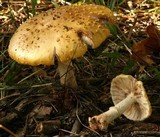 Amanita flavorubens image