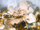 Lobaria quercizans image