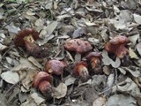 Boletus permagnificus image