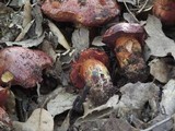 Boletus permagnificus image