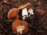 Cortinarius armeniacus image