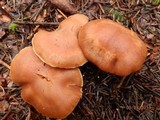 Cortinarius armeniacus image