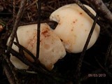 Rhodocollybia maculata image