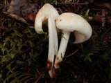 Rhodocollybia maculata image