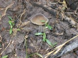 Paraxerula americana image