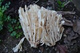 Sparassis spathulata image