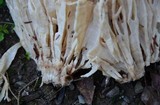 Sparassis spathulata image