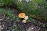 Pseudoboletus parasiticus image