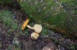 Pseudoboletus parasiticus image