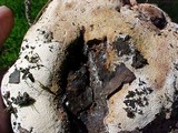 Abortiporus biennis image