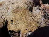 Abortiporus biennis image