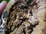 Abortiporus biennis image