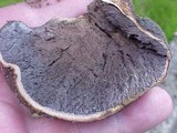 Scleroderma hypogaeum image