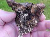 Scleroderma hypogaeum image