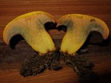 Buchwaldoboletus hemichrysus image