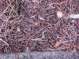 Scleroderma bovista image