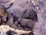 Scleroderma bovista image