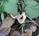 Clitocybe salmonilamella image