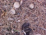 Scleroderma areolatum image