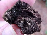 Scleroderma areolatum image