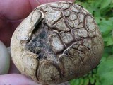 Scleroderma laeve image