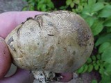 Scleroderma laeve image