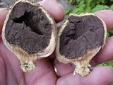 Scleroderma laeve image