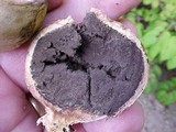Scleroderma laeve image