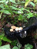 Asterophora lycoperdoides image