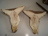 Leccinum duriusculum image