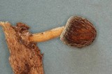 Pluteus plautus image