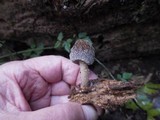 Pluteus plautus image
